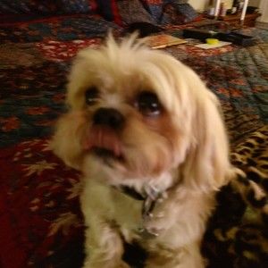 Meet your Posher, Julie